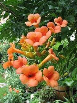 فروش پیچ اناری